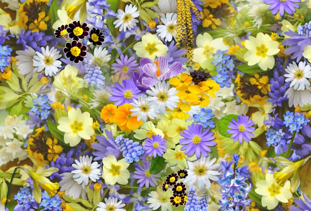 Symbolika kolorów kwiatów jako szczególna forma przekazu o wielowiekowej tradycji