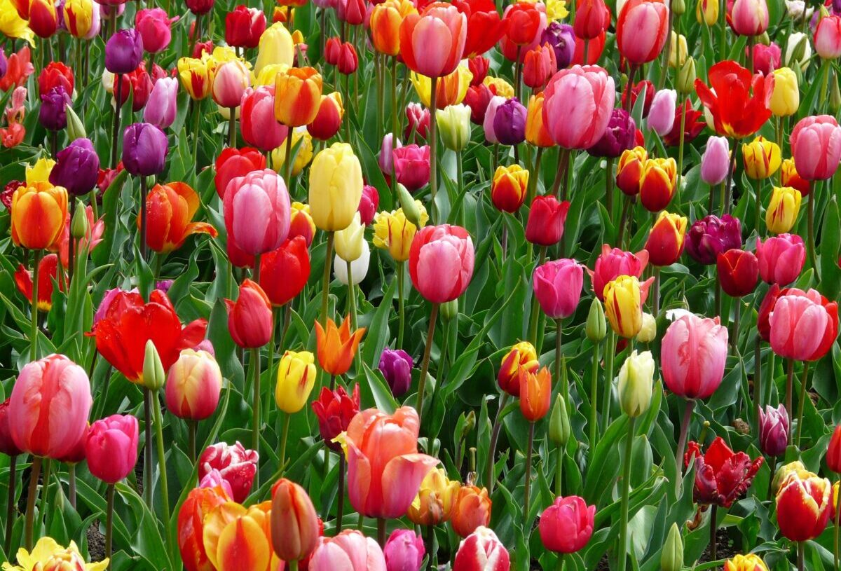 Kwiatowa eksplozja kolorów: Wiosenne kwiaty, które ożywią Twoje wnętrze