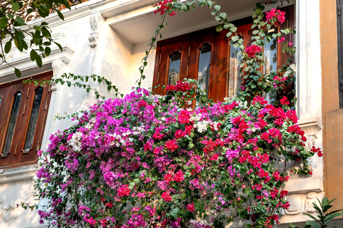 Kwiaty balkonowe – jakie wybrać i jak o nie dbać?