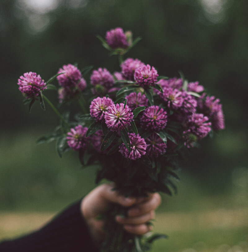 Goździki – piękne i trwałe kwiaty o intensywnym zapachu